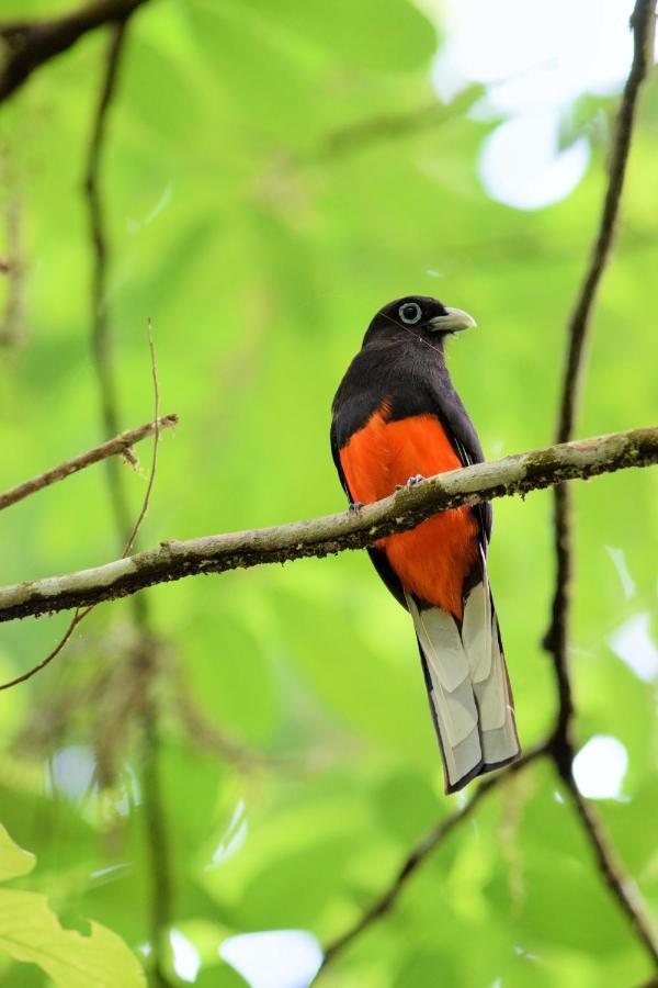 Esquinas Rainforest Lodge Голфито Екстериор снимка